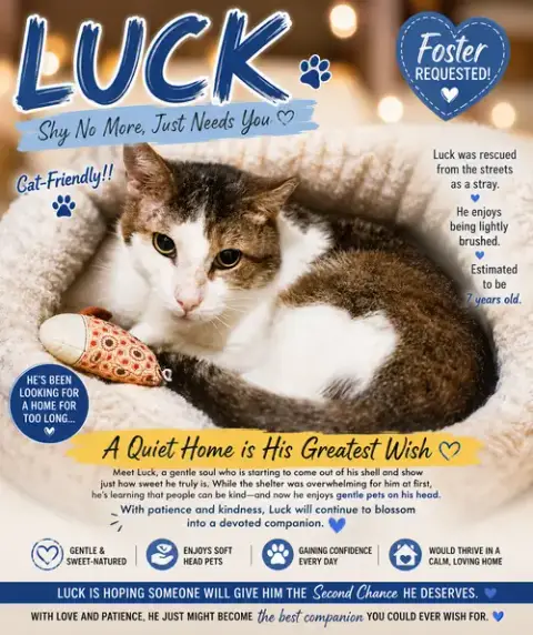 Luck photo 3