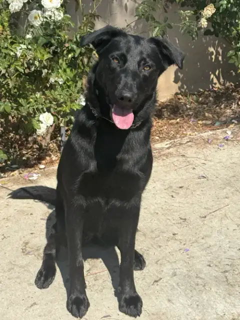 Scout