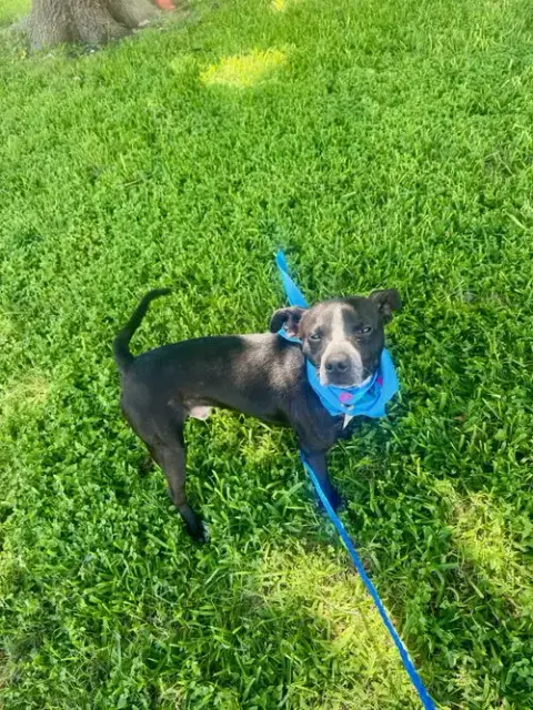 Enzo photo 2