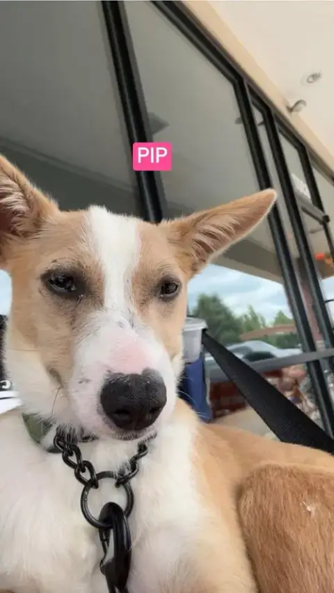 Lh Pip photo 4