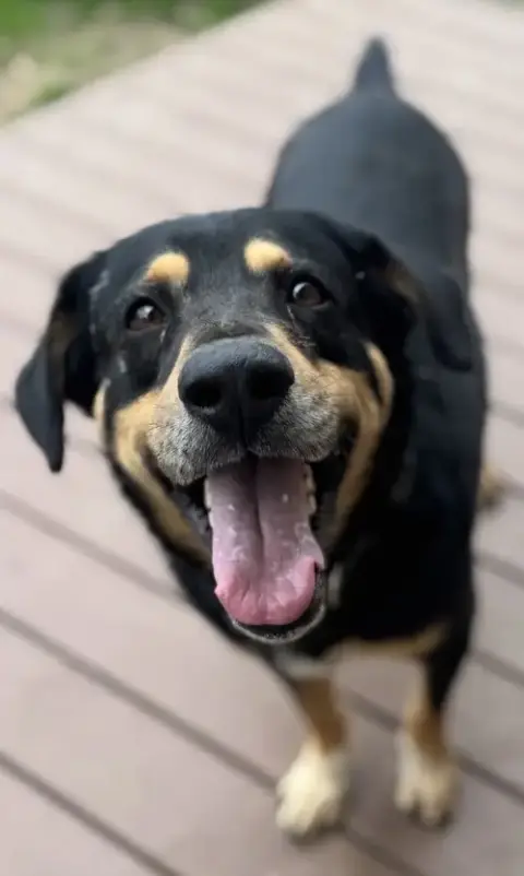 Buddy