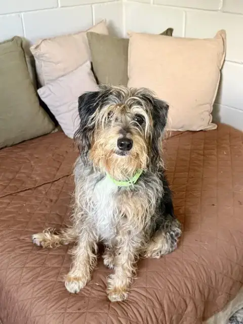 Shaggy photo 3