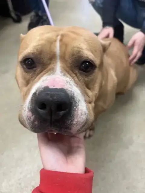 Honey Bun-$75 Adoption Fee! Diamond Dog! photo 2