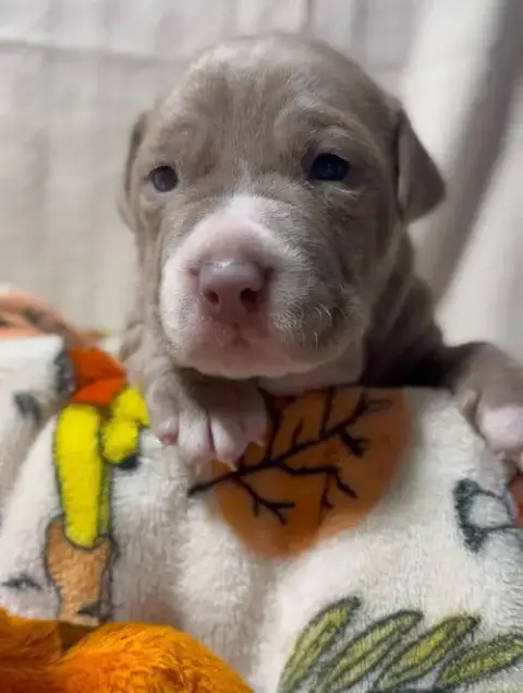 Roo