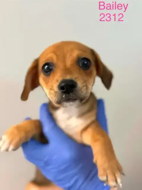 Bailey
