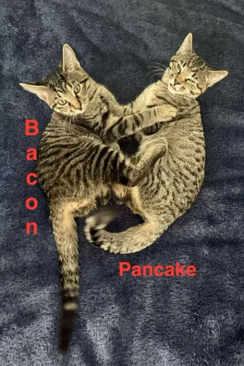 Bacon photo 4