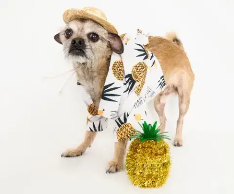 Chewy photo 2