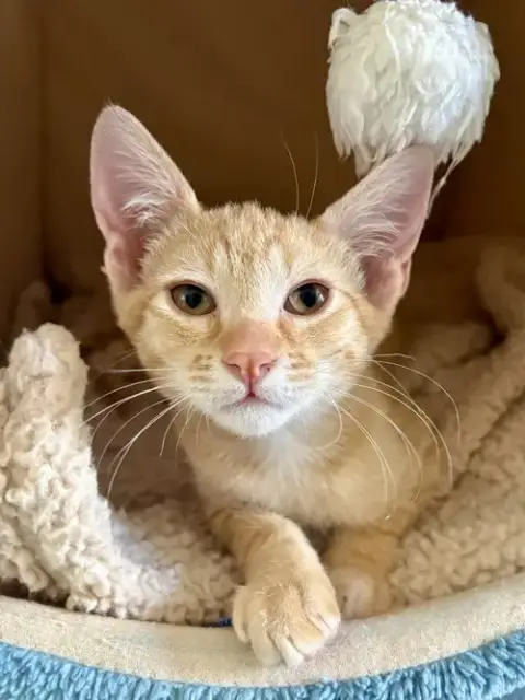 Mufasa Bonded With Simba