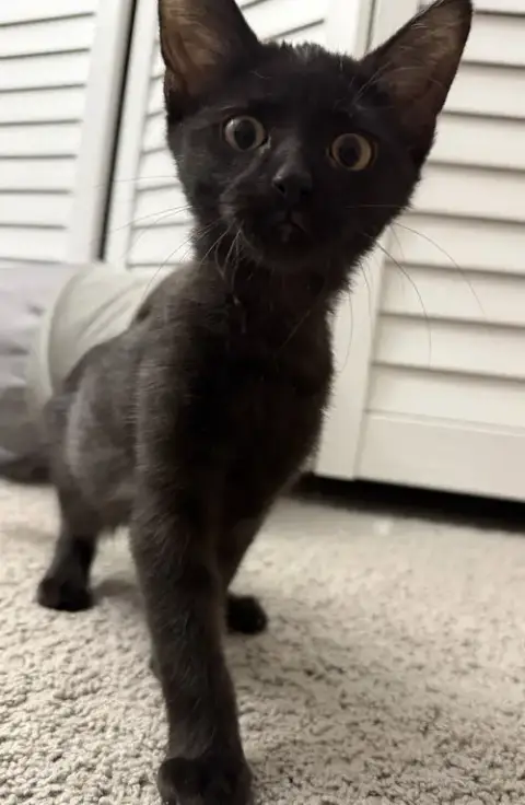Jet