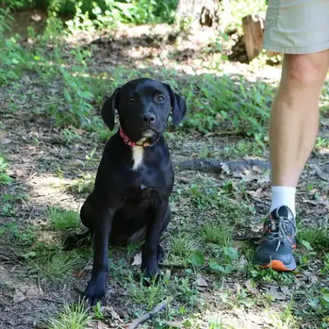 Granny'S Pup Shelley