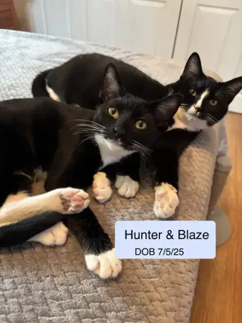 Blaze Bonded With Hunter