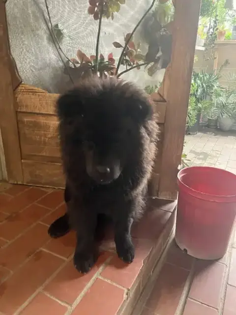 Dax