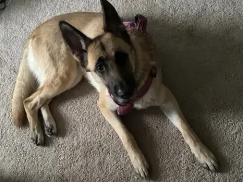 Nova