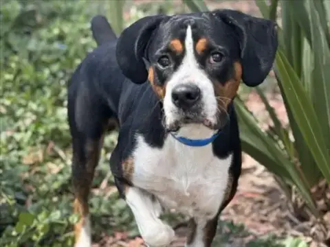 Otis