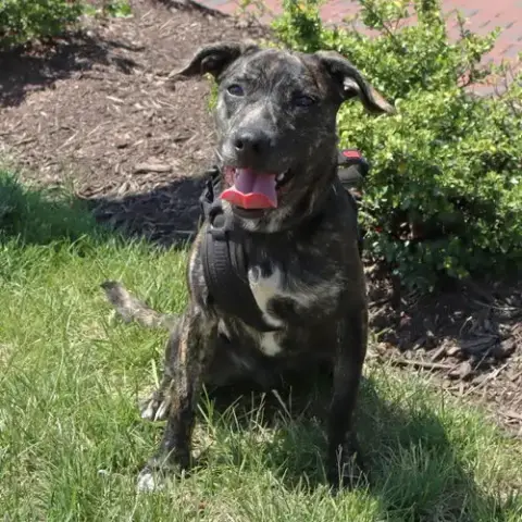 Logan'S Pup Jacques photo 2