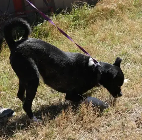 Mack photo 2