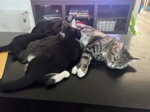 Whisker photo 4