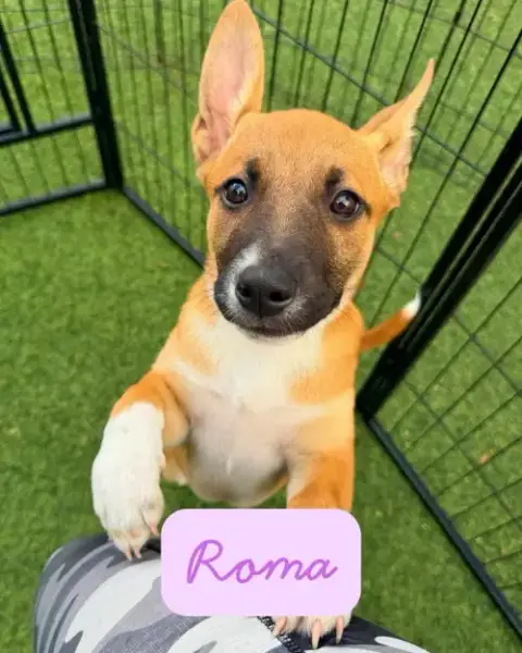 Roma photo 2