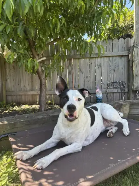 Radar