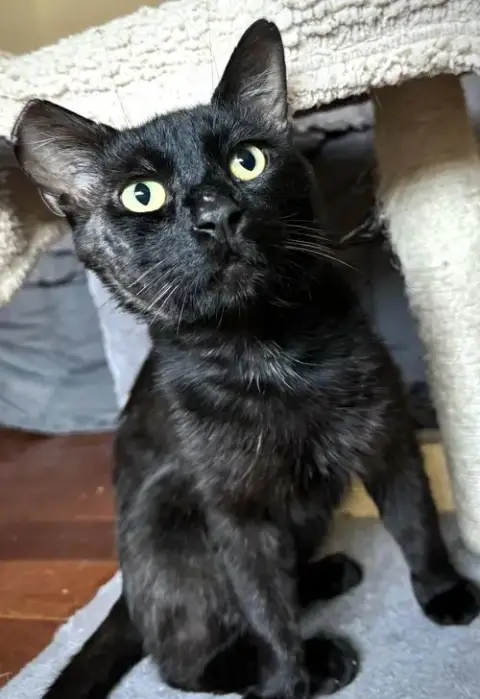 Binx photo 2