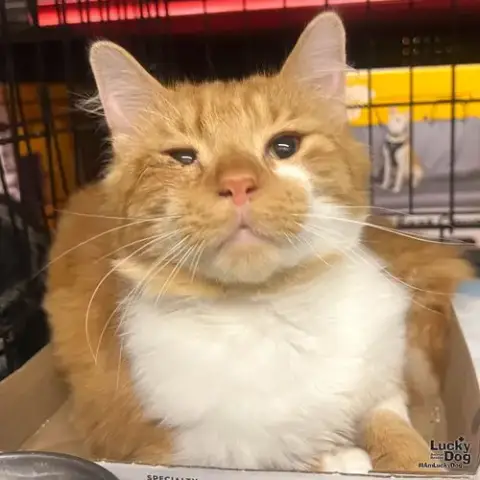 Garf Brooks