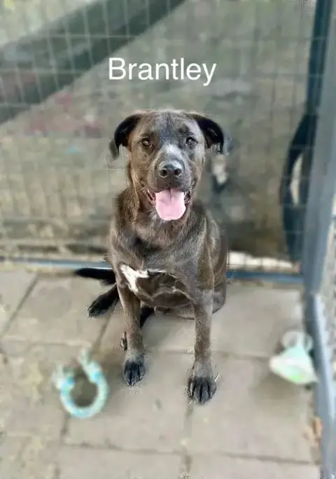 Brantley