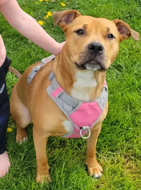 Nova
