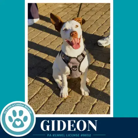 Gideon photo 3
