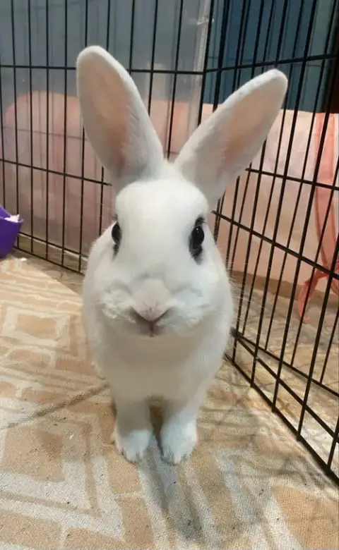 Luna'S Comet Rabbit