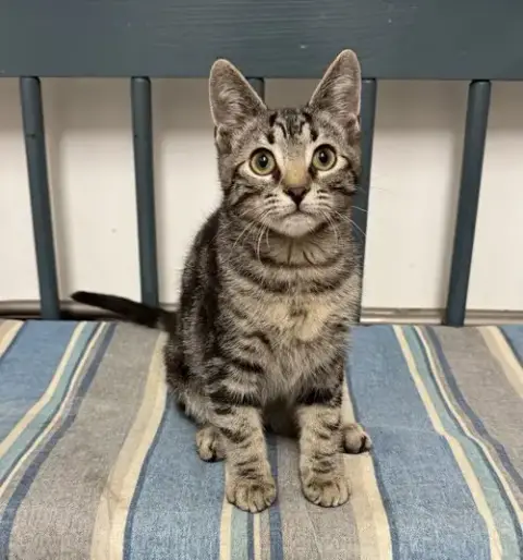 Frankie