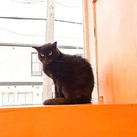 Gotham photo 3