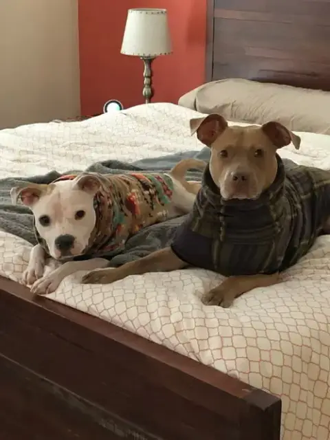 Harvey & Izzy photo 5