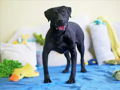 Jack