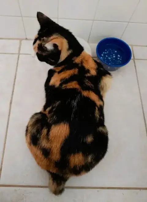 Cinnamon photo 4