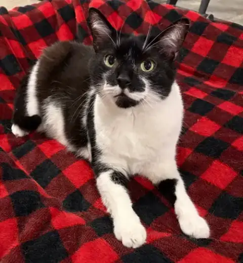 Mr. Kiki