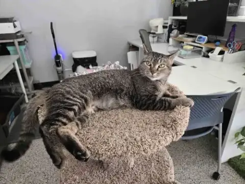 Nala photo 3