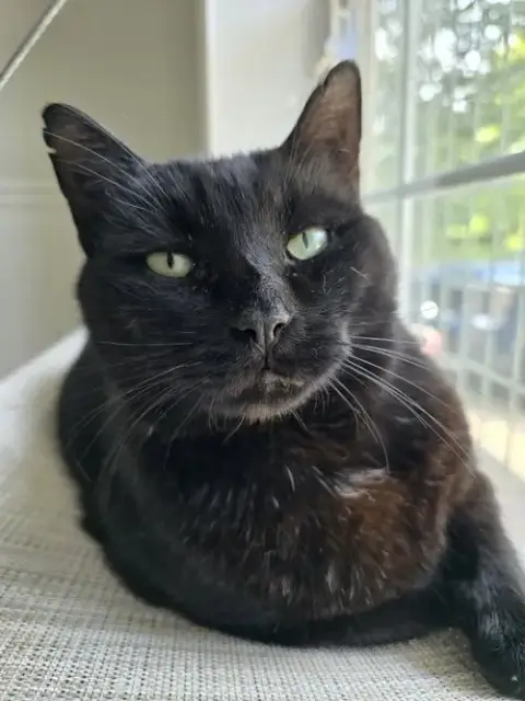 Felix