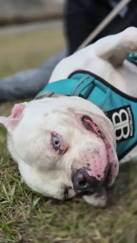 Jasper -Training Camp photo 2