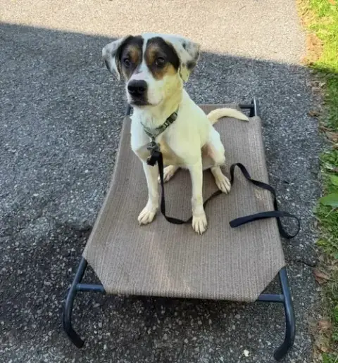 Benji