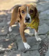 Pumpernickel