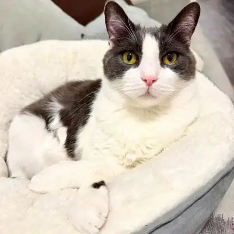 Oscar