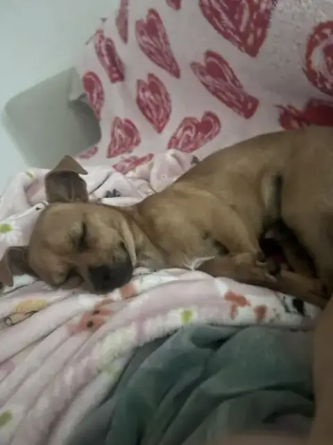 Nacho photo 3