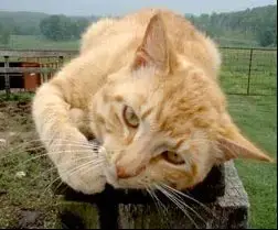 Barn Cat