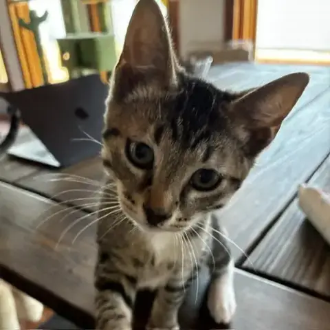 Griffin