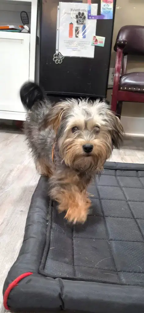 Adoption Pending