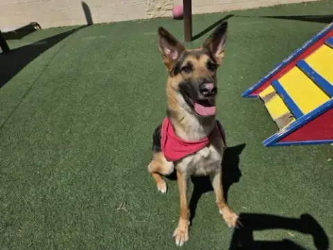 Bear-$75 Adoption Fee! Diamond Dog! photo 3