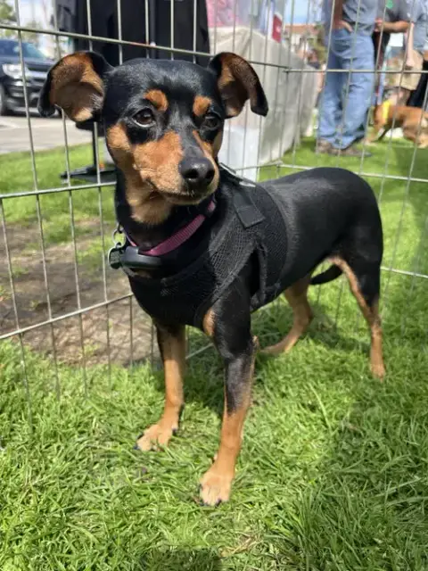 Phoebe Aka Twixx photo 4