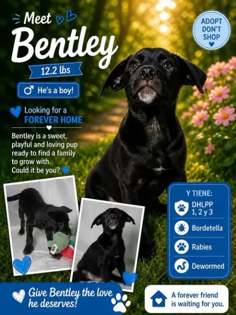 Bentley