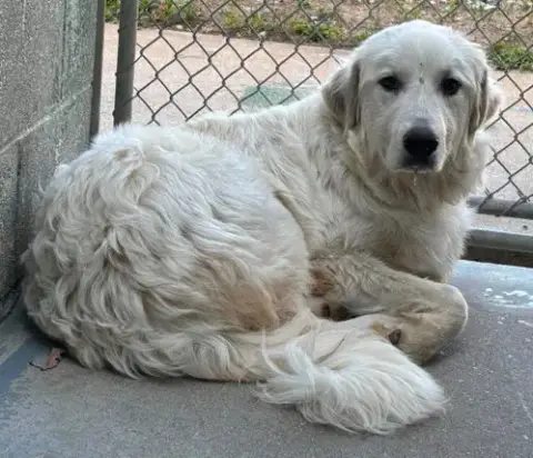 Blue: Not At Shelter photo 4