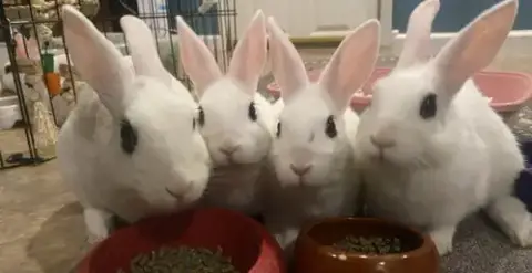 Luna'S Comet Rabbit photo 3